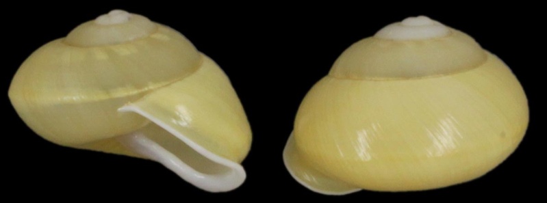 Papuina fringilla (Pfeiffer, 1855) Papuin10