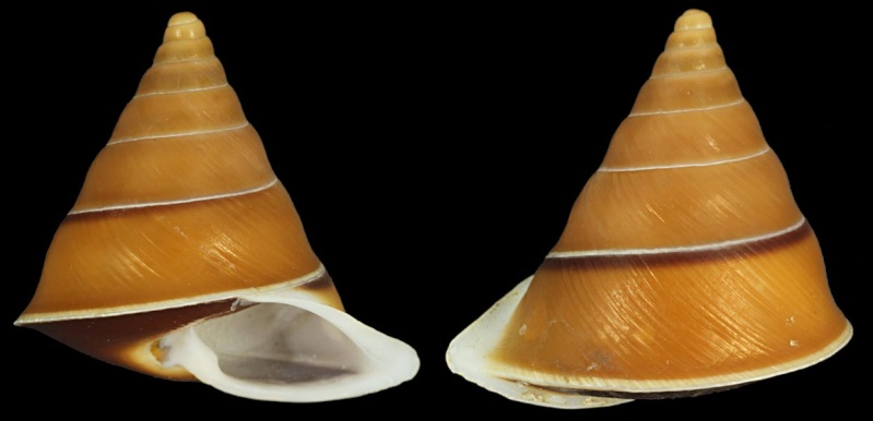 Papuina steursiana (Pfeiffer, 1853) Papuin13