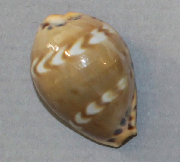 Palmadusta ziczac misella (Perry, 1811) Ziczac11