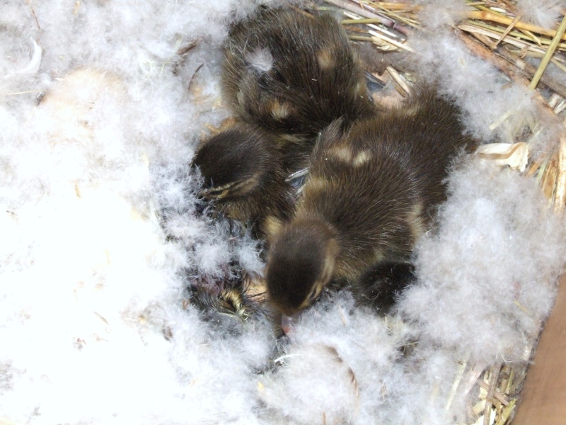 Les canards mandarins - Page 3 00410