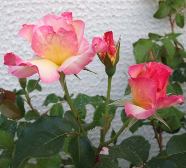 Les rosiers dans mon jardin .... 13_mai25