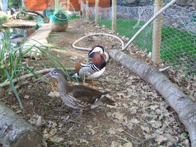 Les canards mandarins 3_mai_12