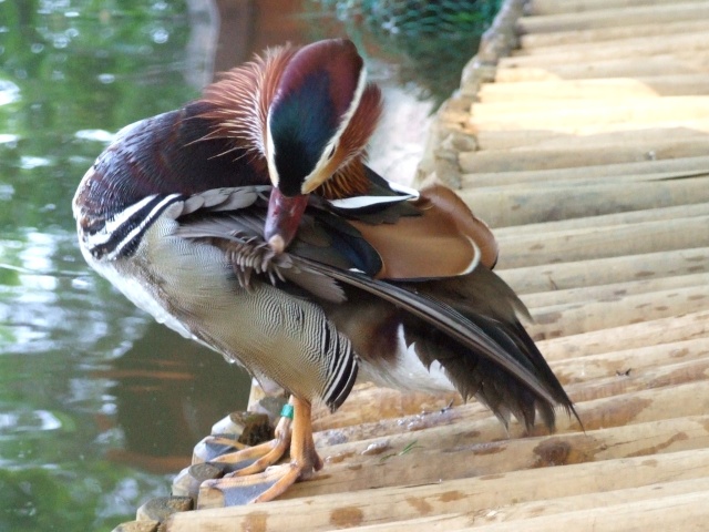 Roméo et Juliette,canards mandarins 3_mai_21