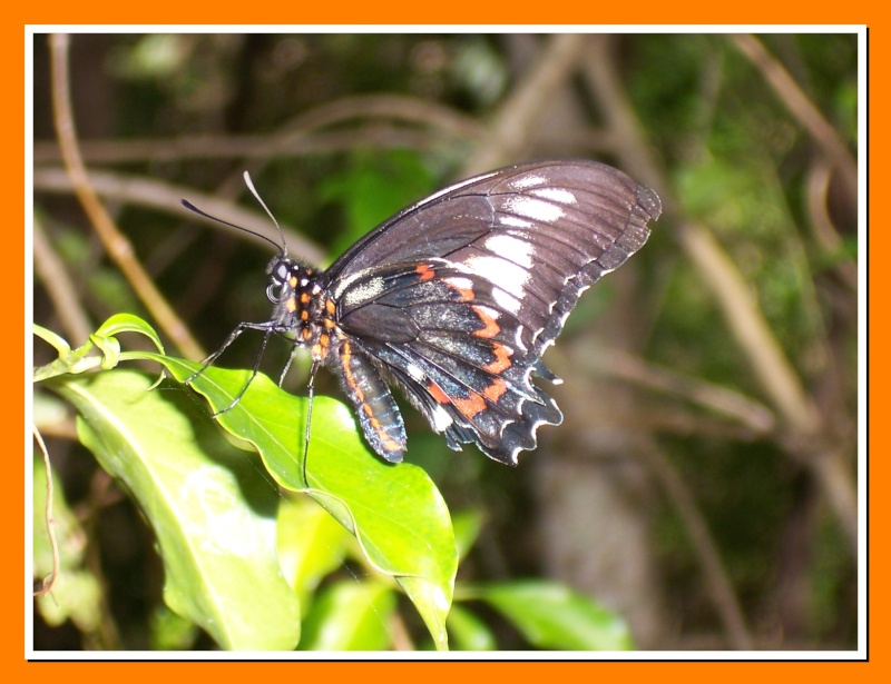 Papillon de la Martinique: Battus polydamas xenodamas 100_6010
