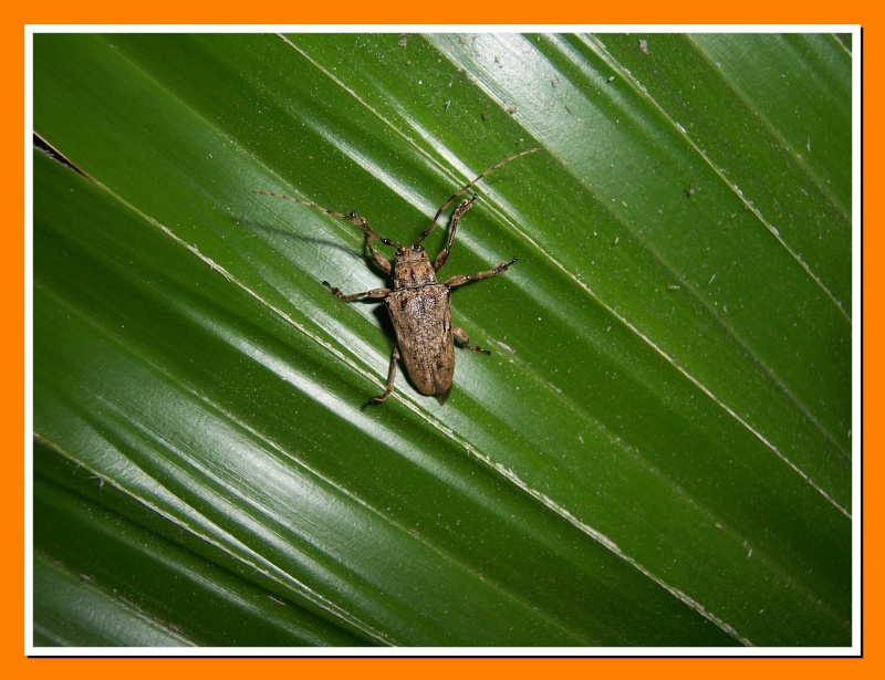 Insectes de la Martinique 9 (Morne vert, Fontaine Atilla) 100_6415