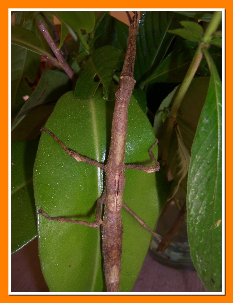 Insectes de la Martinique 9 (Morne vert, Fontaine Atilla) 100_6417