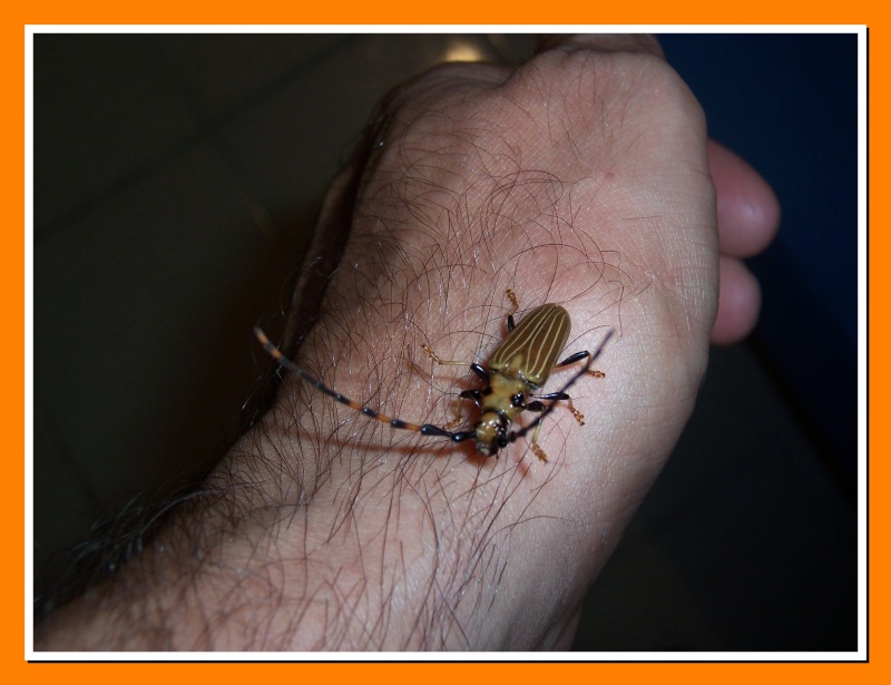 Insectes de la Martinique 10 100_6516