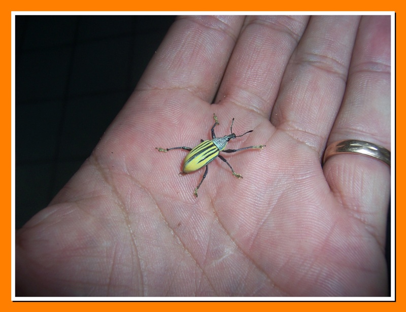 [Diaprepes sp.]Coléoptère de la Martinique 100_7120