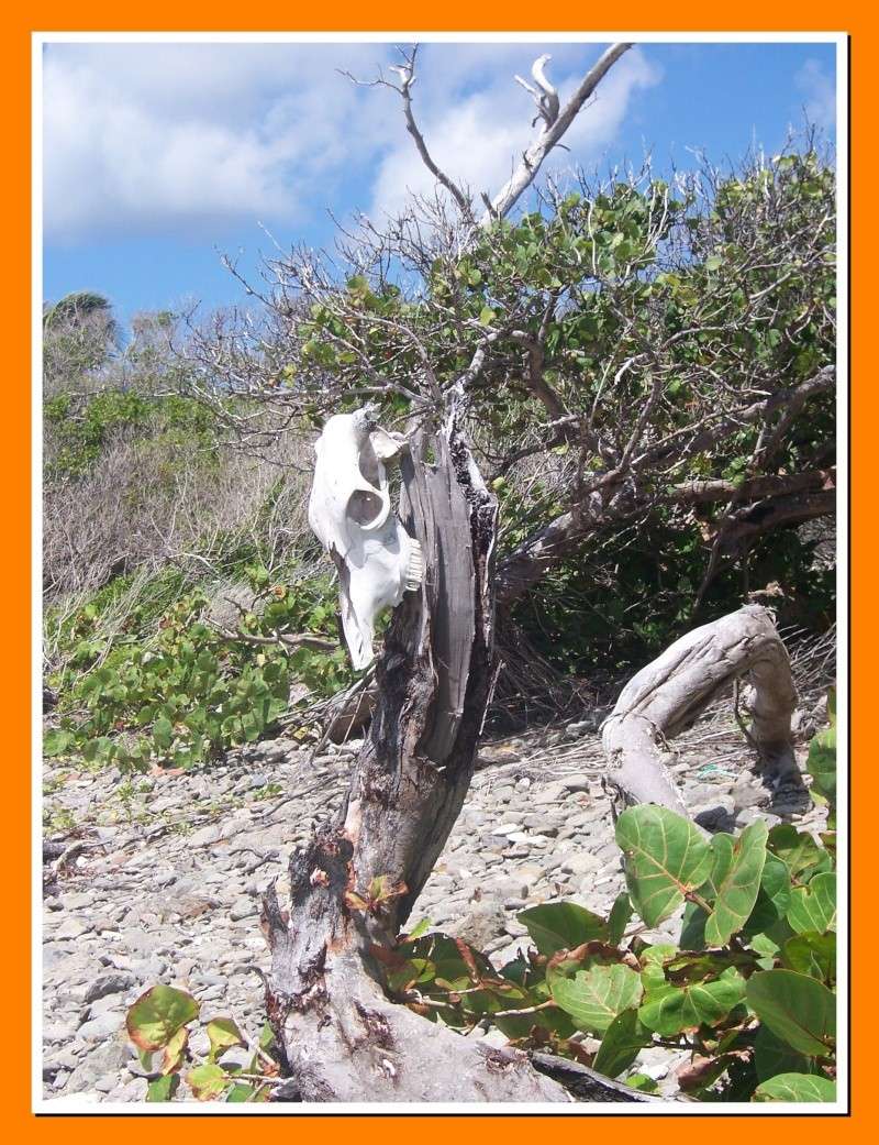 [Diaprepes sp.]Coléoptère de la Martinique 100_7211