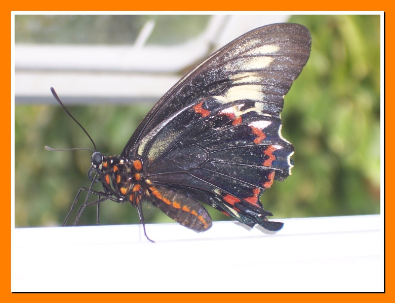 Papillon de la Martinique: Battus polydamas xenodamas Battus10