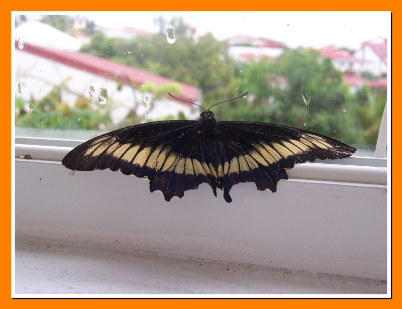 Papillon de la Martinique: Battus polydamas xenodamas Battus11