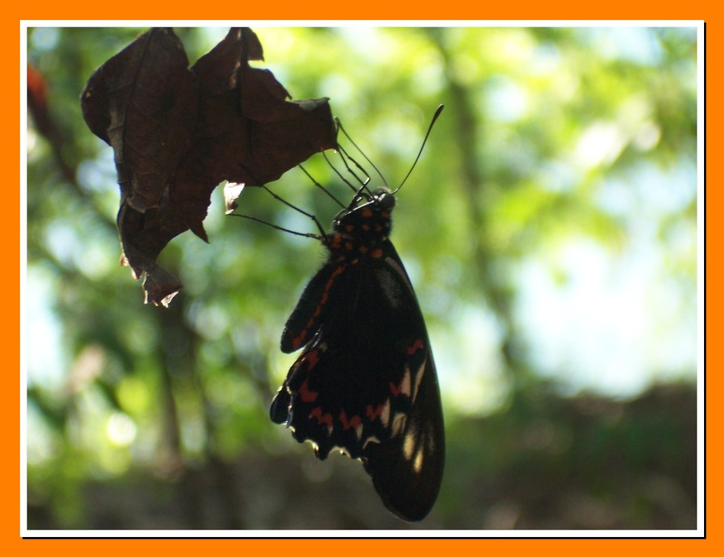 Papillon de la Martinique: Battus polydamas xenodamas Battus12