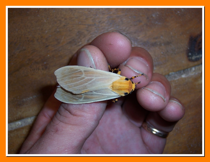 Papillon de la Martinique: Halysidota leda  enricoi Halysi12