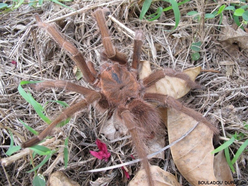 Acanthoscurria antillensis Img_3811