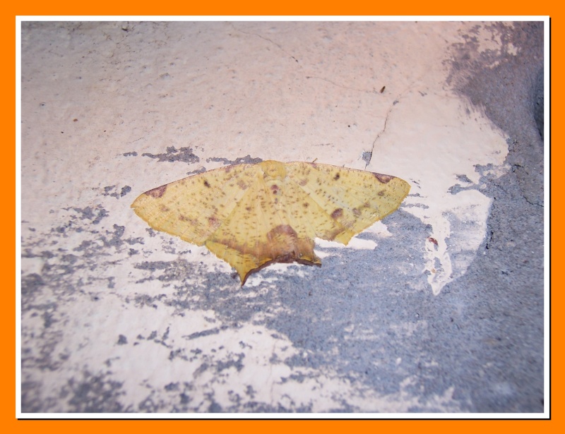 Papillon de la Martinique: Nepheloleuca complicata Nephel12