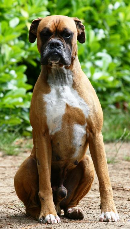 lucky boxer male 6 ANS Lukyco10