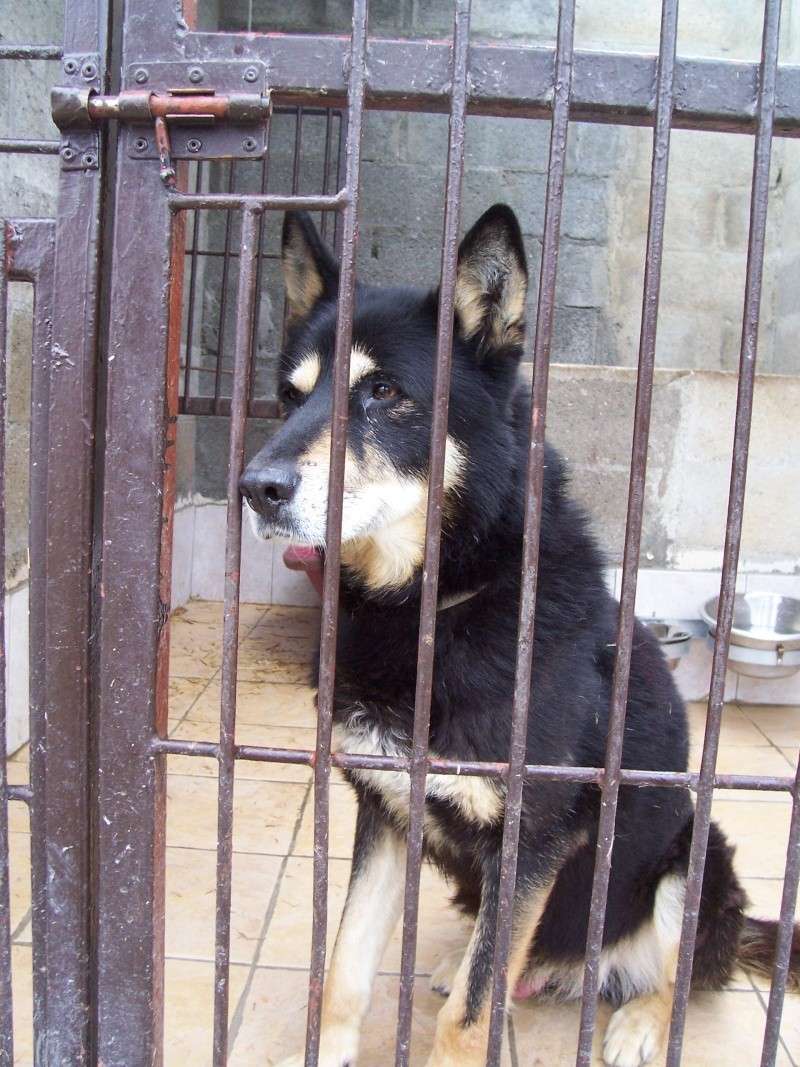 BEETHOVEN Mâle croisé husky/berger (45) ADOPTE 00910