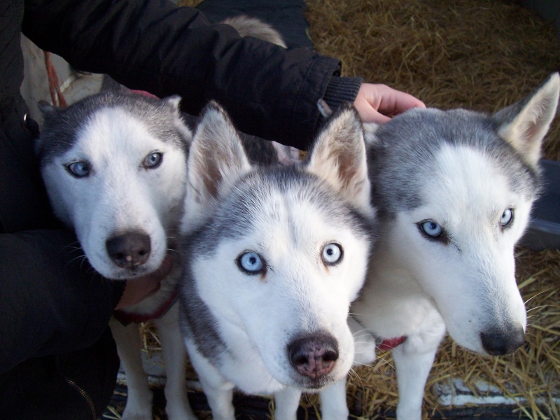 CANDY - femelle husky 12 ans - Asso TAIGA [DECEDEE] 100_2218