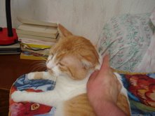 gingivite chez un chat FIV -310