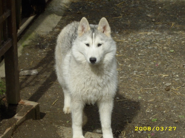 des nouvelles d'anakin , alaska et des chiots Dsci0019