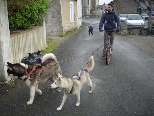 des nouvelles d'anakin , alaska et des chiots - Page 2 Dsci0313