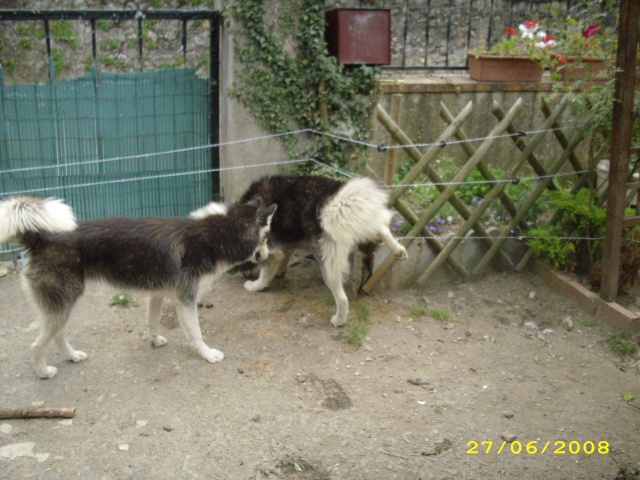 les husky du layon et shawok Dsci0919