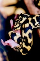 python tapis Cheyne12