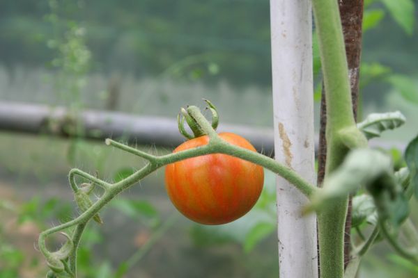 Tomates et futures graines Img_3214