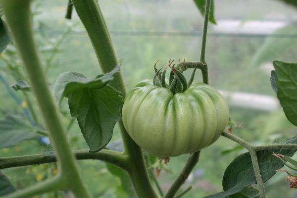 Tomates et futures graines Img_3217