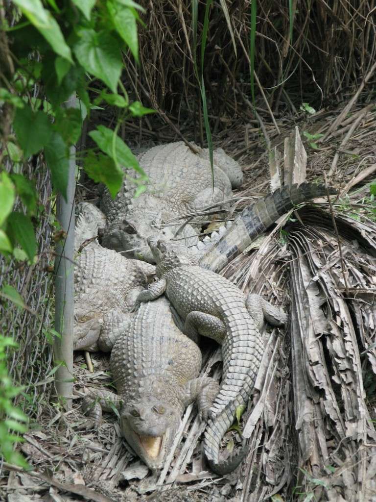 Crocs at HerpaWorld (Picture) Crocod12