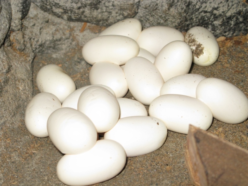 Naja naja *polyocellata* eggs! (pictures) Naja_n14
