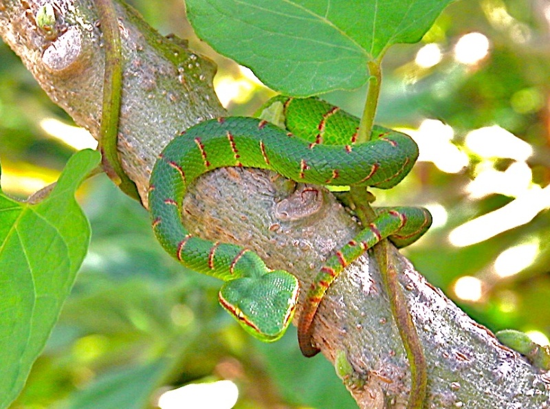 Tropidolaemus sp. from Palawan, Babies! (Pictures) Tropid12