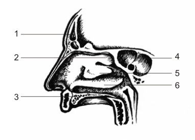 мило - Анатомия на човека! Nasal_10