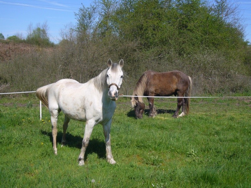 Guignol double poney 13 ans(ADOPTE) P1020512