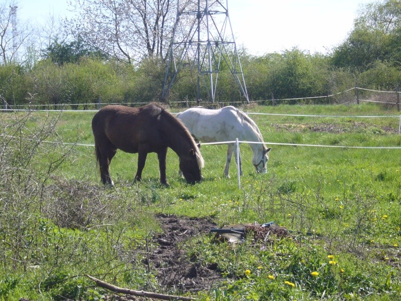 Guignol double poney 13 ans(ADOPTE) P1020610