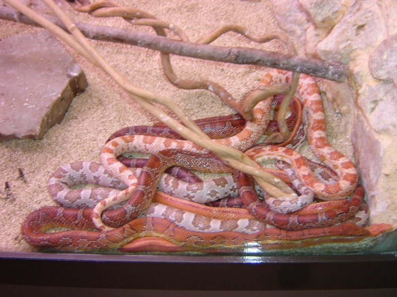 reptilarium Dsc00815