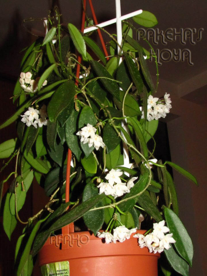 Hoya thomsonii - Pagina 6 01thom10