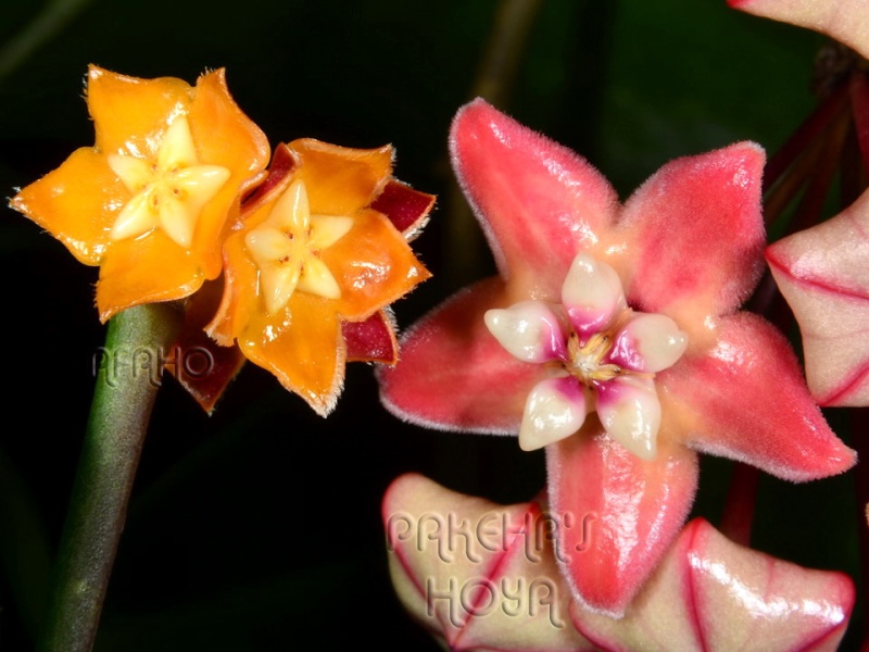 Hoya spartioides si sp. Sabah AL1950 20120013