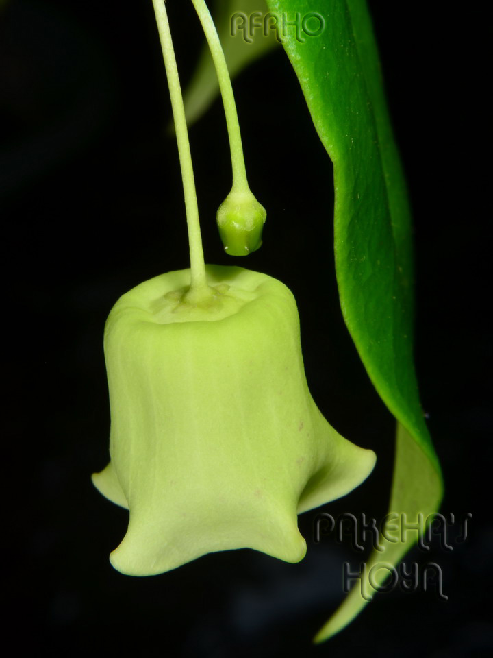 Hoya sp. Sabah SDK41 (Deep Bell) Dsc_4510