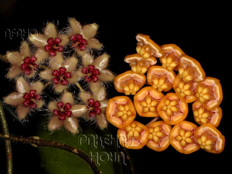Hoya caudata Sumatra (galben) Img_0213