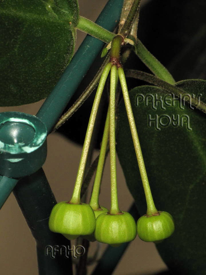 Hoya inflata (ex Madangia inflata) Img_1513
