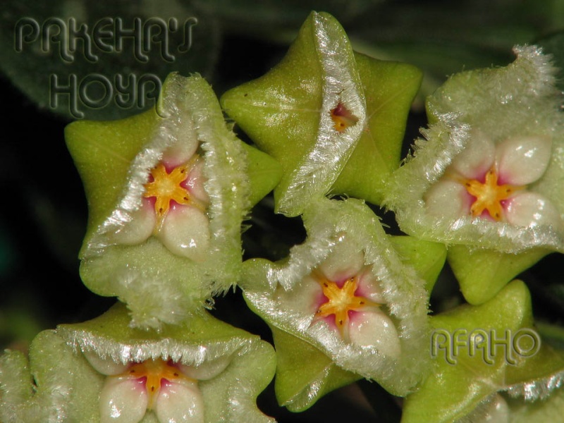 Hoya serpens Img_8815