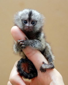 Le plus petit singe au monde!!! E72b7f10