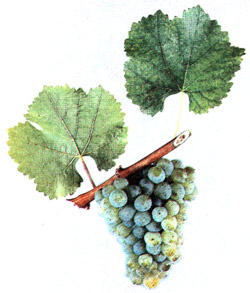 Сорта винограда Silvan10