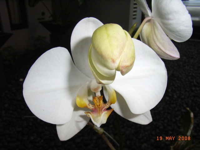 Anggrek Phalaenopsis Rimg0113