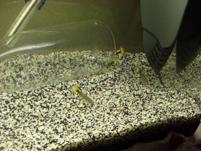 les petits poissons dans l'eau ... Sn850110