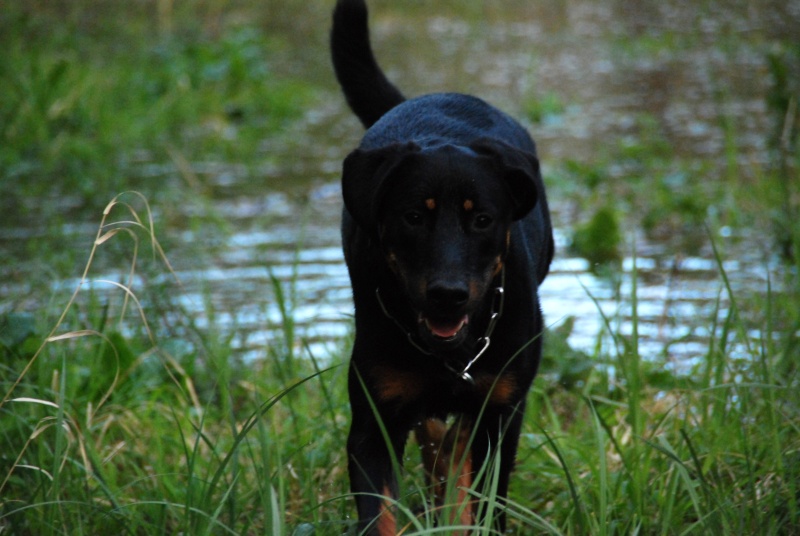 Le retour de la beauceron familly Dsc_0028