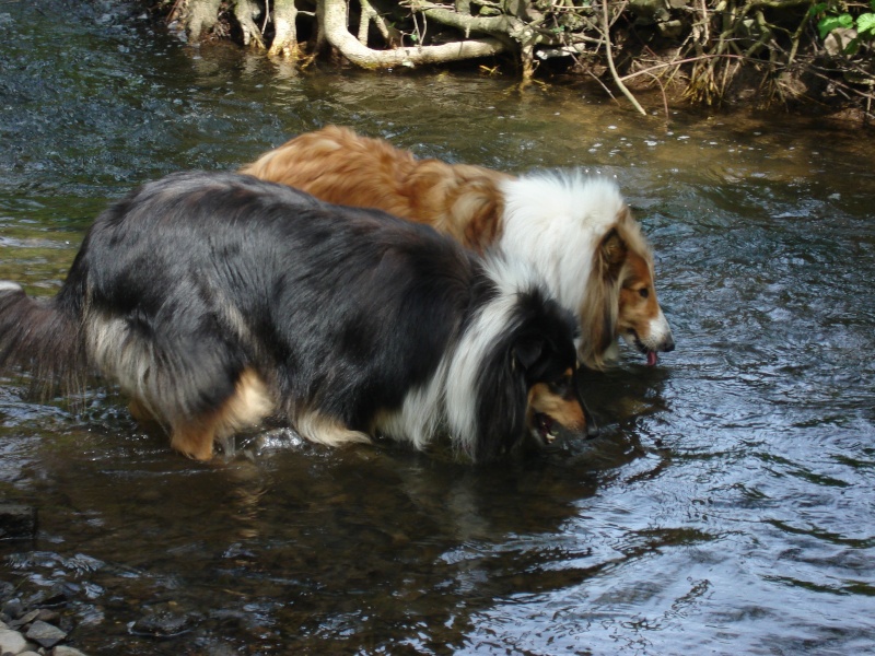 nos chiens et l\'eau. Heaven13