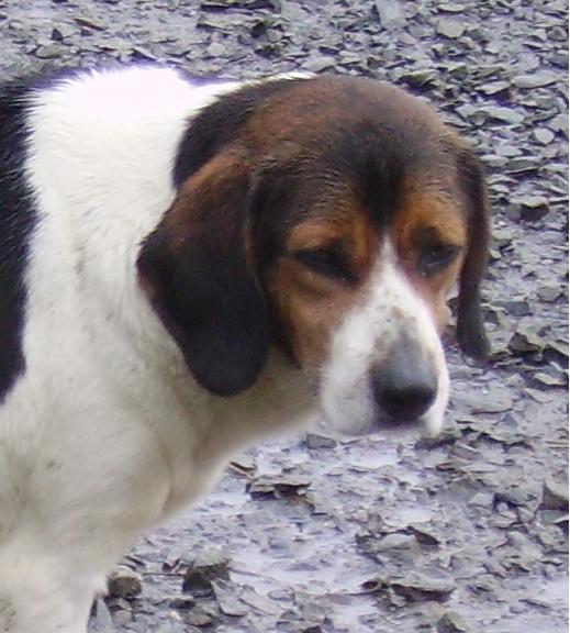 HECTOR, croisé beagle mâle, né en 2003 Aaa10