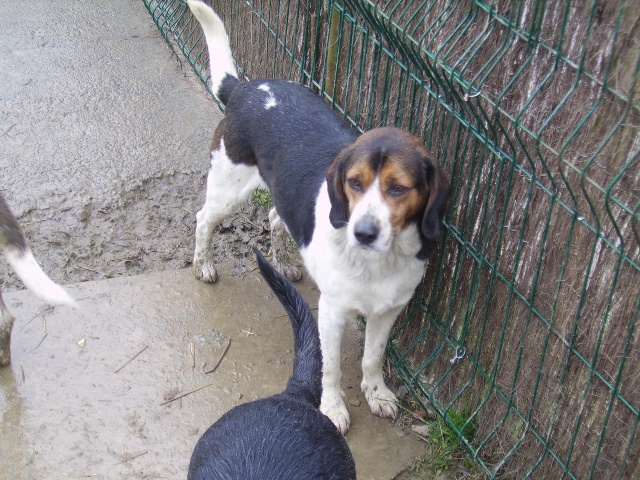 HECTOR, croisé beagle mâle, né en 2003 Photo_11